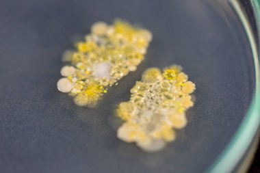 植物elisa試劑盒實驗原理與產品說明簡介
