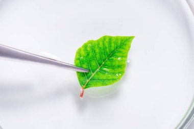 植物激素elisa試劑盒產品價格與簡析圖2