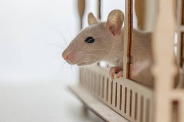 動物細胞培養(yǎng)需要做哪些準備工作？圖1
