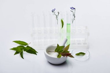 植物過(guò)氧化氫酶3(CAT3)ELISA試劑盒 植物過(guò)氧化氫酶3(CAT3)ELISA試劑盒
