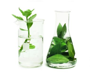 植物過氧羥基脂肪酸羥化環氧化酶(POG)試劑盒